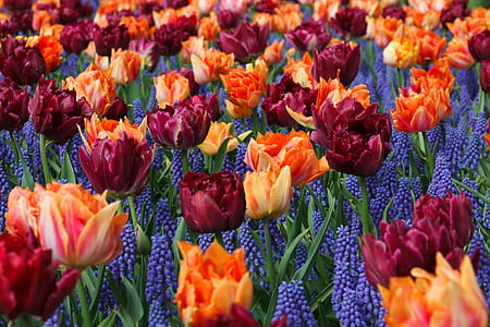 red and orange tulip flower and purple grape hyacinth field thumbnail