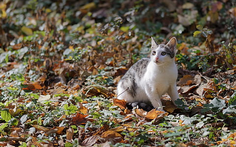 White and Tabby Cat thumbnail
