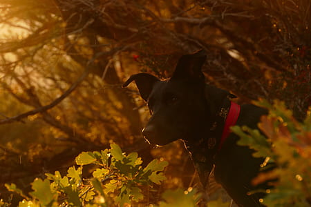 black dog with bandanna near trees thumbnail