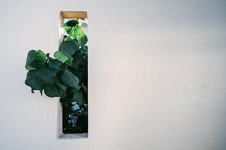 green leaf plant on wall during daytime thumbnail