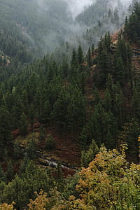 green pine trees covered with fog thumbnail
