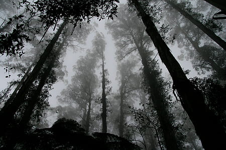 low-angle grayscale photography of forest thumbnail