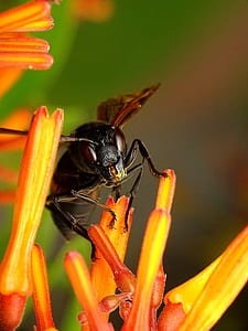 black flies thumbnail