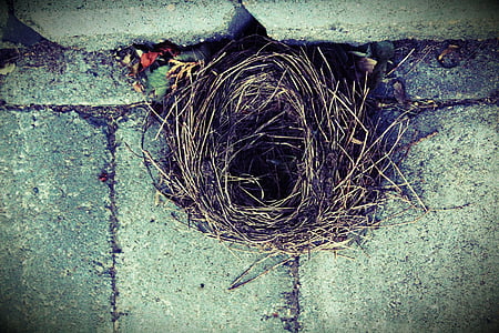 focus photography of brown bird nest thumbnail