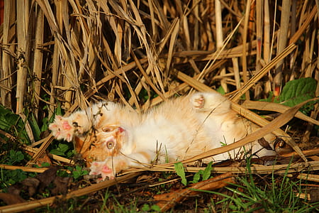 orange tabby cat playing on grass field thumbnail