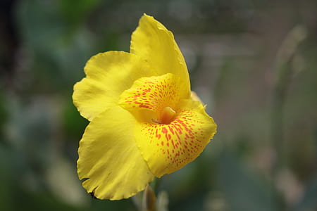 petals, blur, flower, macro thumbnail