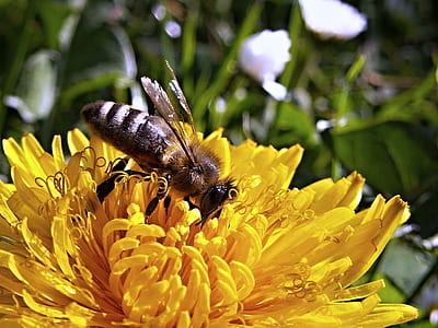 white and black honeybee on yellow petal flower thumbnail