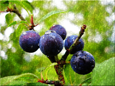 closeup photo of five round purple fruits thumbnail
