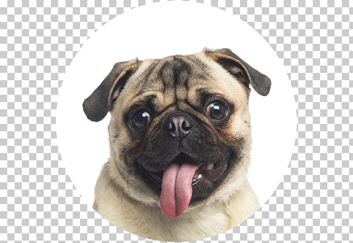 Puggle Beagle Puppy Pet Sitting Pug Png Clipart Free Cliparts