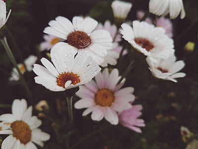 macro photography of daisy flowers thumbnail