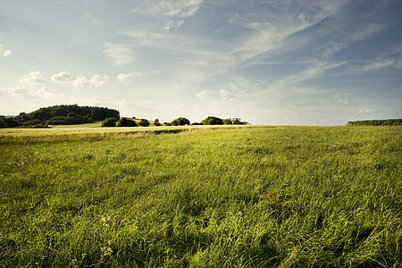 green grass field thumbnail