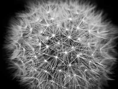 close view of dandelion HD wallpaper thumbnail