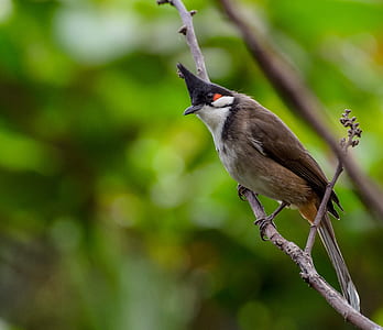 selective focus photography of red-whiskered bulbul perching on tree branch thumbnail