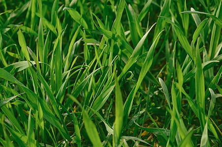field, summer, grass, lawn thumbnail