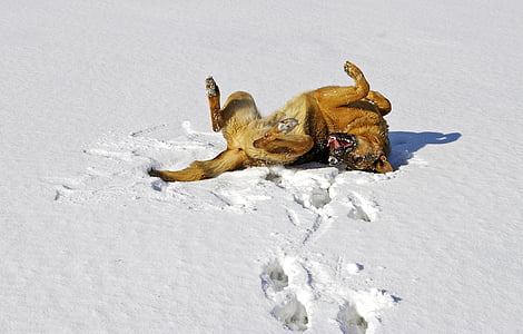 short-coated tan dog lying on glacier field at daytime thumbnail