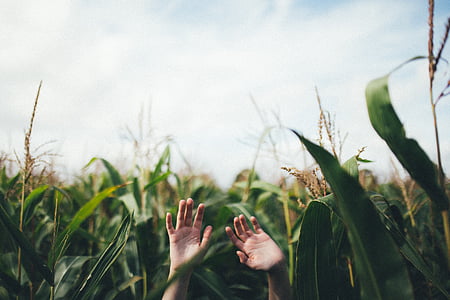 human hand between green corn plants at daytime thumbnail