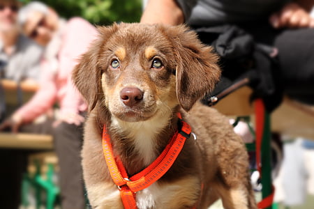 brown and white Australian shepherd puppy thumbnail