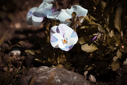 selective focus photography of white and purple petaled flowers thumbnail