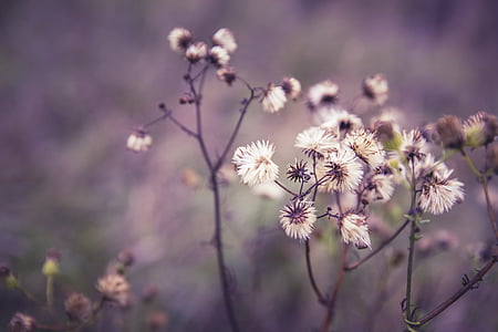 selective focus photography of white flowers thumbnail