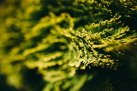 Closeup view of nature thumbnail