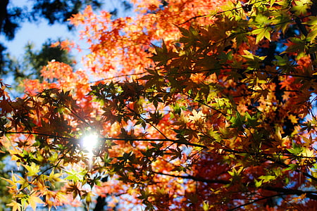 view of maple tree during autumn thumbnail