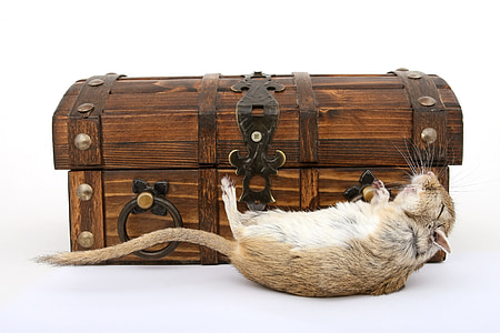 rat lying beside trunk thumbnail