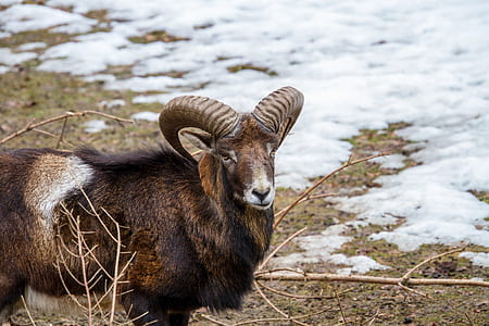 brown ram during winter thumbnail