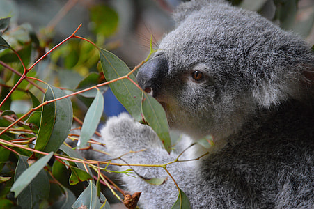 gray and white Koala beside plant thumbnail