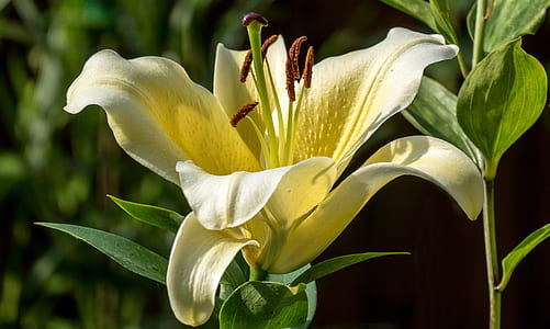 yellow lily flower selective-focus photography thumbnail