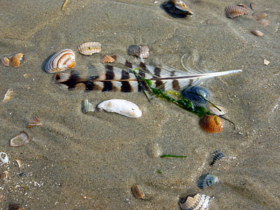 feather on shore surrounded by seashells thumbnail