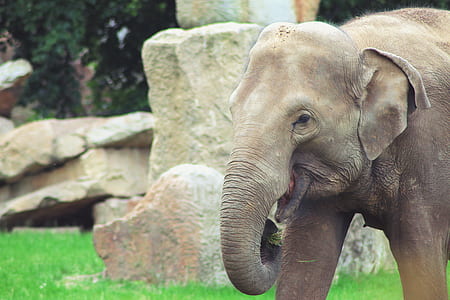 animal, africa, zoo, mammal thumbnail