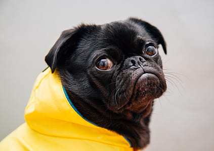 shallow focus photography of adult pug thumbnail