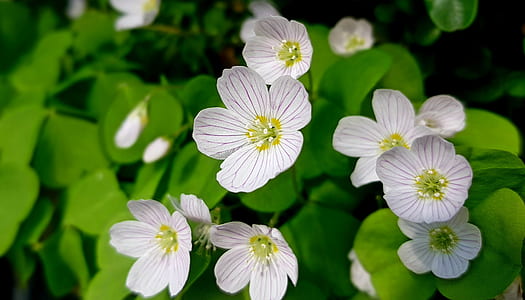 selective focus photography of white flowers thumbnail