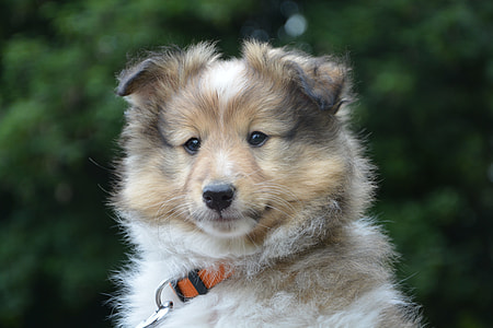long-coated white and brown puppy thumbnail