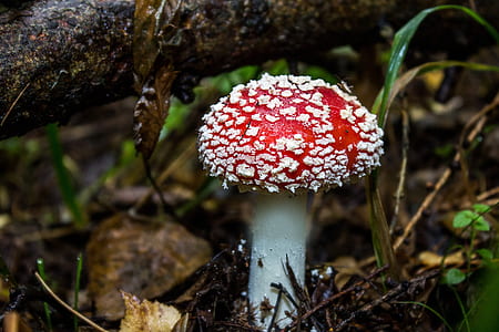 red mushroom thumbnail