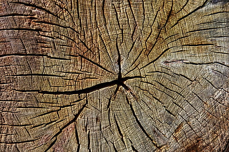 close view of brown tree stump thumbnail