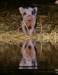 pink and black piglet on grass near water thumbnail