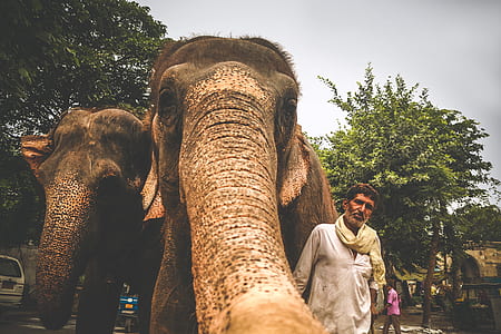 man beside elephant thumbnail