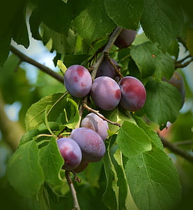 bundle of grape thumbnail