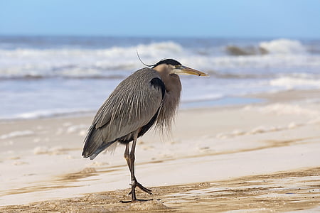 gray and black bird on seashore thumbnail