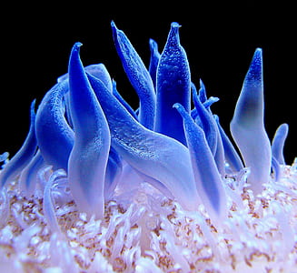 blue and white sea anemone thumbnail