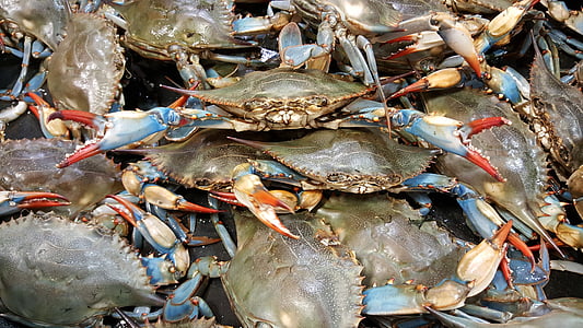 gray crab lot thumbnail