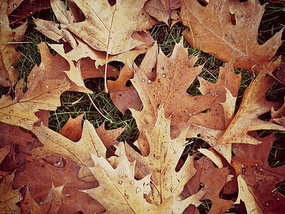 brown leaves thumbnail