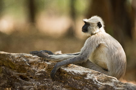 selective-focus photography of brown primate thumbnail