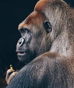 gorilla holding nut thumbnail