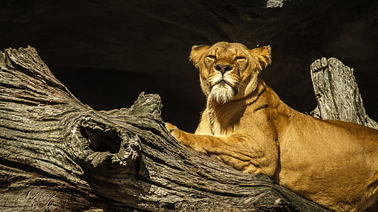brown lioness thumbnail