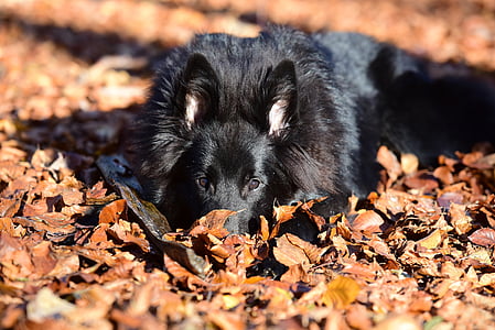 adult black German shepherd on dry leaves thumbnail