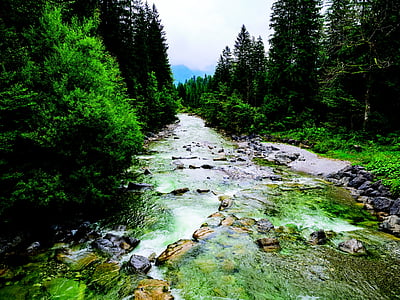 river between green trees during daytime thumbnail