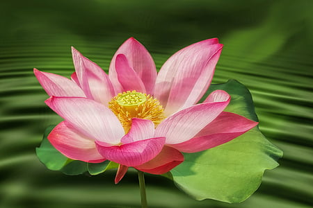 pink and white flower illustration thumbnail