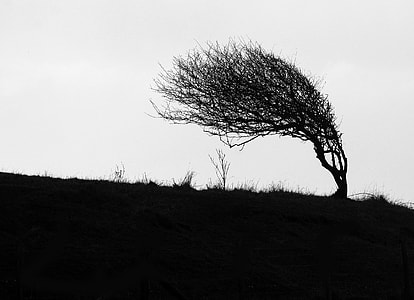 silhouette of tree thumbnail